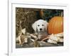 Golden Retriever Puppy (Canis Familiaris) Portrait with Pumpkin-Lynn M. Stone-Framed Photographic Print