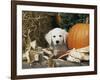 Golden Retriever Puppy (Canis Familiaris) Portrait with Pumpkin-Lynn M. Stone-Framed Photographic Print