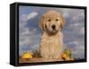 Golden Retriever Puppy in Basket-Lynn M^ Stone-Framed Stretched Canvas