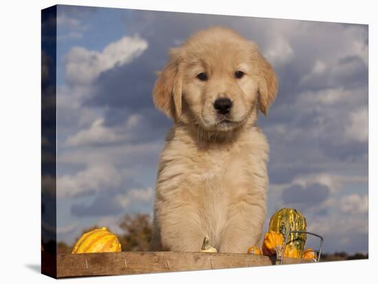 Golden Retriever Puppy in Basket-Lynn M^ Stone-Stretched Canvas