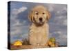 Golden Retriever Puppy in Basket-Lynn M^ Stone-Stretched Canvas