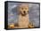 Golden Retriever Puppy in Basket-Lynn M^ Stone-Framed Stretched Canvas