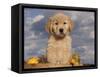 Golden Retriever Puppy in Basket-Lynn M^ Stone-Framed Stretched Canvas