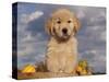 Golden Retriever Puppy in Basket-Lynn M^ Stone-Stretched Canvas