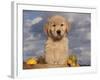 Golden Retriever Puppy in Basket-Lynn M^ Stone-Framed Photographic Print