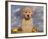 Golden Retriever Puppy in Basket-Lynn M^ Stone-Framed Photographic Print