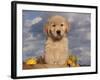 Golden Retriever Puppy in Basket-Lynn M^ Stone-Framed Photographic Print