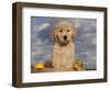 Golden Retriever Puppy in Basket-Lynn M^ Stone-Framed Photographic Print