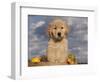 Golden Retriever Puppy in Basket-Lynn M^ Stone-Framed Photographic Print