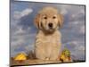 Golden Retriever Puppy in Basket-Lynn M^ Stone-Mounted Photographic Print