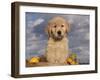 Golden Retriever Puppy in Basket-Lynn M^ Stone-Framed Photographic Print