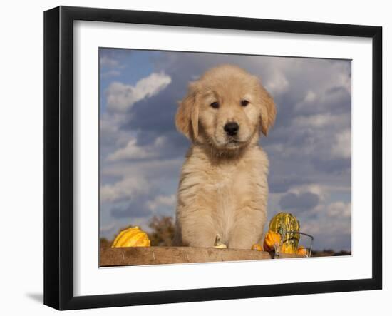 Golden Retriever Puppy in Basket-Lynn M^ Stone-Framed Photographic Print