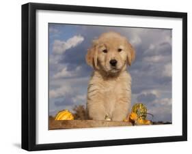 Golden Retriever Puppy in Basket-Lynn M^ Stone-Framed Photographic Print