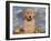 Golden Retriever Puppy in Basket-Lynn M^ Stone-Framed Photographic Print