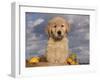 Golden Retriever Puppy in Basket-Lynn M^ Stone-Framed Photographic Print