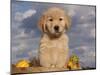 Golden Retriever Puppy in Basket-Lynn M^ Stone-Mounted Photographic Print