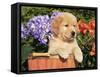 Golden Retriever Puppy in Bucket (Canis Familiaris) Illinois, USA-Lynn M. Stone-Framed Stretched Canvas