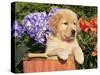 Golden Retriever Puppy in Bucket (Canis Familiaris) Illinois, USA-Lynn M. Stone-Stretched Canvas