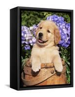 Golden Retriever Puppy in Bucket (Canis Familiaris) Illinois, USA-Lynn M^ Stone-Framed Stretched Canvas