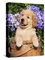Golden Retriever Puppy in Bucket (Canis Familiaris) Illinois, USA-Lynn M^ Stone-Stretched Canvas