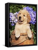 Golden Retriever Puppy in Bucket (Canis Familiaris) Illinois, USA-Lynn M^ Stone-Framed Stretched Canvas