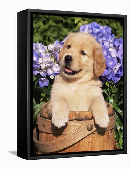 Golden Retriever Puppy in Bucket (Canis Familiaris) Illinois, USA-Lynn M^ Stone-Framed Stretched Canvas