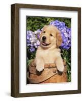 Golden Retriever Puppy in Bucket (Canis Familiaris) Illinois, USA-Lynn M^ Stone-Framed Premium Photographic Print