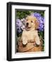 Golden Retriever Puppy in Bucket (Canis Familiaris) Illinois, USA-Lynn M^ Stone-Framed Premium Photographic Print