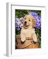 Golden Retriever Puppy in Bucket (Canis Familiaris) Illinois, USA-Lynn M^ Stone-Framed Premium Photographic Print