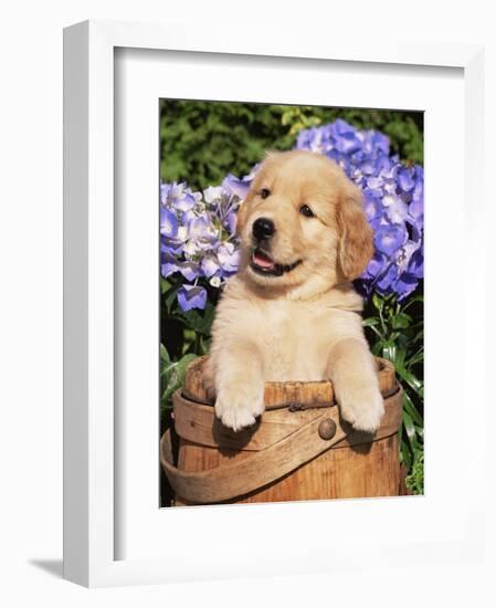 Golden Retriever Puppy in Bucket (Canis Familiaris) Illinois, USA-Lynn M^ Stone-Framed Premium Photographic Print