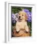 Golden Retriever Puppy in Bucket (Canis Familiaris) Illinois, USA-Lynn M^ Stone-Framed Premium Photographic Print