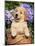 Golden Retriever Puppy in Bucket (Canis Familiaris) Illinois, USA-Lynn M^ Stone-Mounted Premium Photographic Print