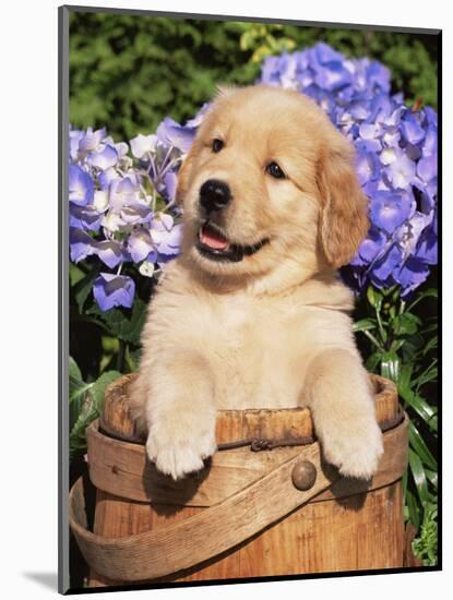 Golden Retriever Puppy in Bucket (Canis Familiaris) Illinois, USA-Lynn M^ Stone-Mounted Premium Photographic Print