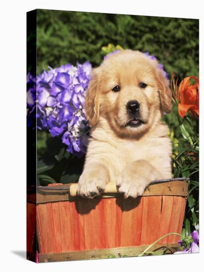 Golden Retriever Puppy in Bucket (Canis Familiaris) Illinois, USA-Lynn M. Stone-Stretched Canvas