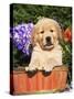 Golden Retriever Puppy in Bucket (Canis Familiaris) Illinois, USA-Lynn M. Stone-Stretched Canvas