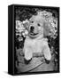 Golden Retriever Puppy in Bucket (Canis Familiaris) Illinois, USA-Lynn M. Stone-Framed Stretched Canvas