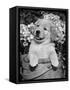 Golden Retriever Puppy in Bucket (Canis Familiaris) Illinois, USA-Lynn M. Stone-Framed Stretched Canvas