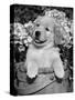 Golden Retriever Puppy in Bucket (Canis Familiaris) Illinois, USA-Lynn M. Stone-Stretched Canvas