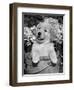 Golden Retriever Puppy in Bucket (Canis Familiaris) Illinois, USA-Lynn M. Stone-Framed Premium Photographic Print