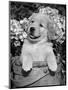 Golden Retriever Puppy in Bucket (Canis Familiaris) Illinois, USA-Lynn M. Stone-Mounted Premium Photographic Print