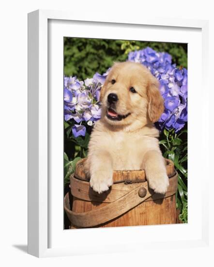 Golden Retriever Puppy in Bucket (Canis Familiaris) Illinois, USA-Lynn M^ Stone-Framed Photographic Print