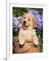 Golden Retriever Puppy in Bucket (Canis Familiaris) Illinois, USA-Lynn M^ Stone-Framed Photographic Print