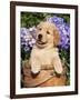 Golden Retriever Puppy in Bucket (Canis Familiaris) Illinois, USA-Lynn M^ Stone-Framed Photographic Print