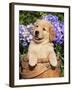 Golden Retriever Puppy in Bucket (Canis Familiaris) Illinois, USA-Lynn M^ Stone-Framed Photographic Print