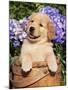 Golden Retriever Puppy in Bucket (Canis Familiaris) Illinois, USA-Lynn M^ Stone-Mounted Photographic Print