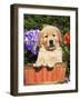 Golden Retriever Puppy in Bucket (Canis Familiaris) Illinois, USA-Lynn M. Stone-Framed Photographic Print