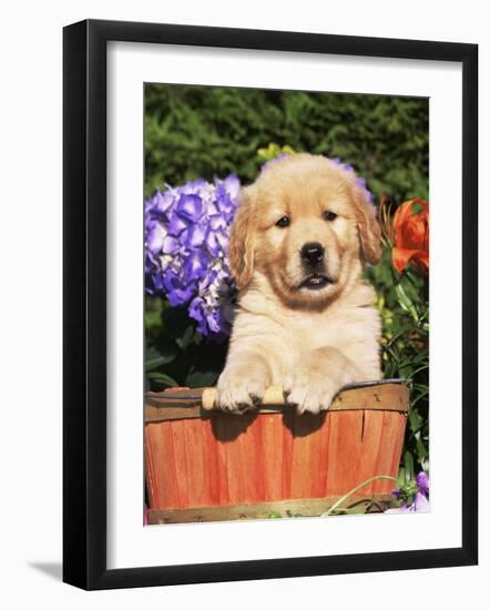 Golden Retriever Puppy in Bucket (Canis Familiaris) Illinois, USA-Lynn M. Stone-Framed Photographic Print