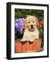 Golden Retriever Puppy in Bucket (Canis Familiaris) Illinois, USA-Lynn M. Stone-Framed Photographic Print