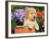 Golden Retriever Puppy in Bucket (Canis Familiaris) Illinois, USA-Lynn M. Stone-Framed Photographic Print