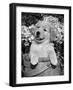 Golden Retriever Puppy in Bucket (Canis Familiaris) Illinois, USA-Lynn M. Stone-Framed Photographic Print